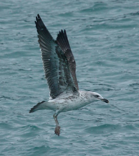 Lesser Black-backed Gull (2nd cycle in flight)