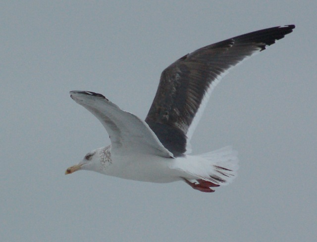 Lesser Black-backed Gull (third cycle in flight)