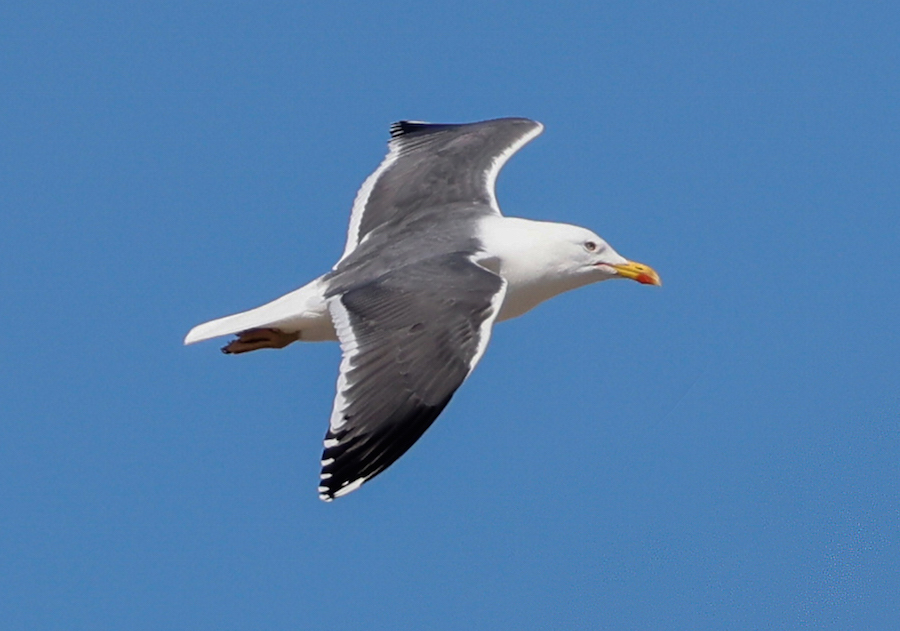 Lesser Black-backed Gull