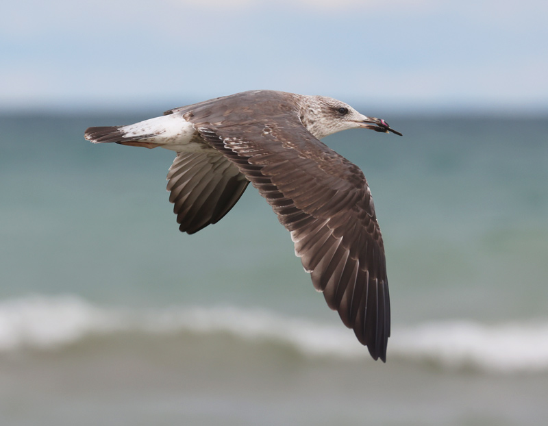 Lesser Black-backed Gull (2nd cycle in flight)