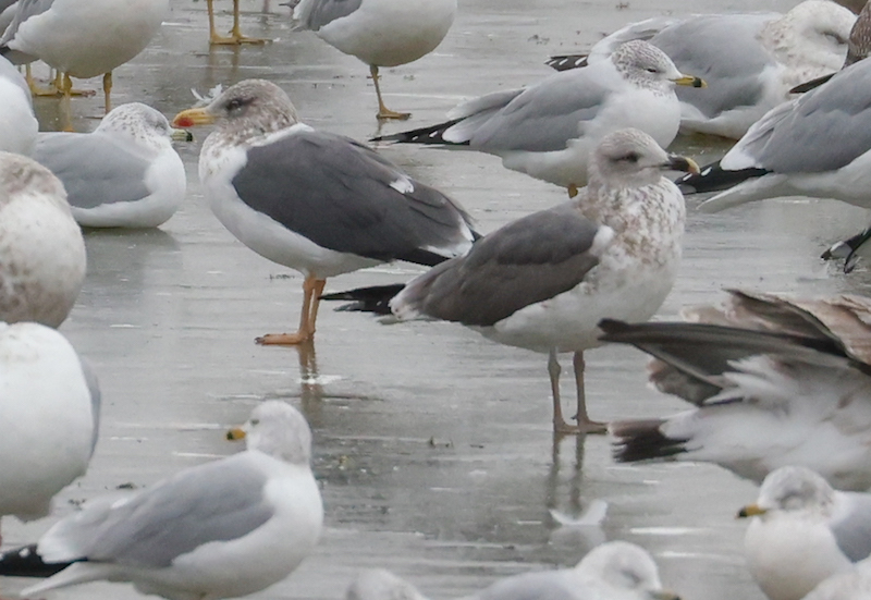 Lesser Black-backed Gull