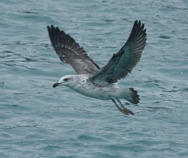 Lesser Blackbacked Gull (2nd cycle in flight) Northwest Indiana and Southern Michigan
