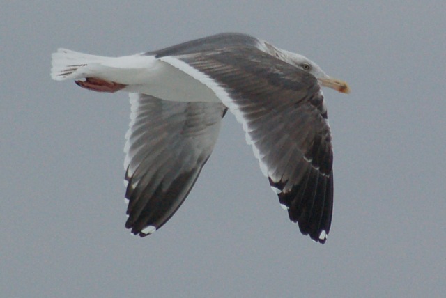 Lesser Black-backed Gull (third cycle in flight)