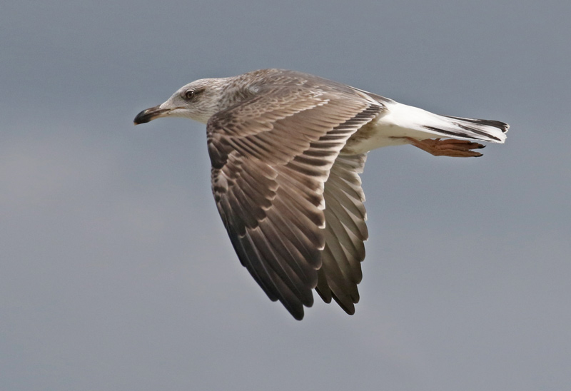 Lesser Black-backed Gull (2nd cycle in flight)