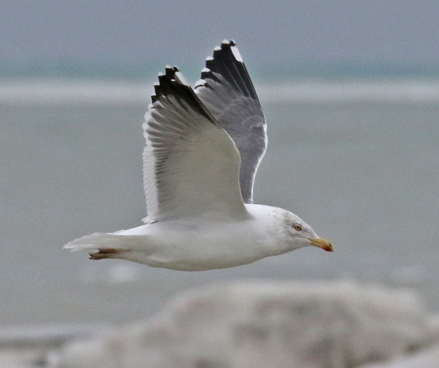 Lesser Black-backed Gull