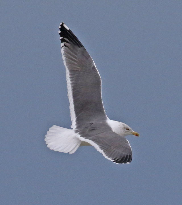 Lesser Black-backed Gull