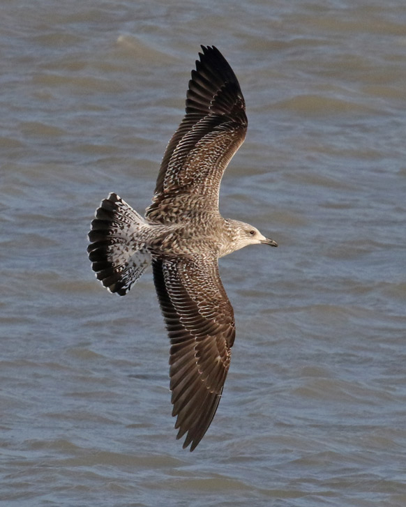 Lesser Black-backed Gull (1st cycle in flight)