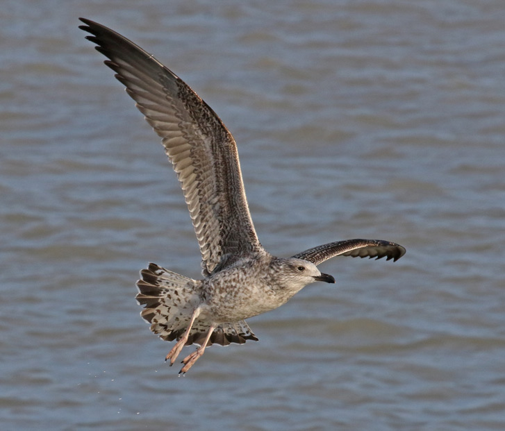 Lesser Black-backed Gull (1st cycle in flight)