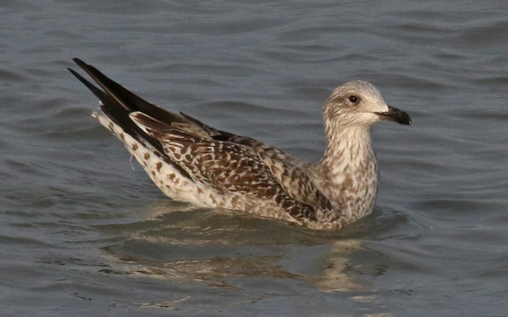 Lesser Black-backed Gull  (IL)