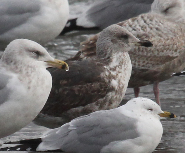 Lesser Black-backed Gull (Feb)