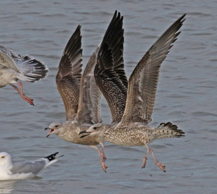 Lesser Black-backed Gull (1st cycle in flight)