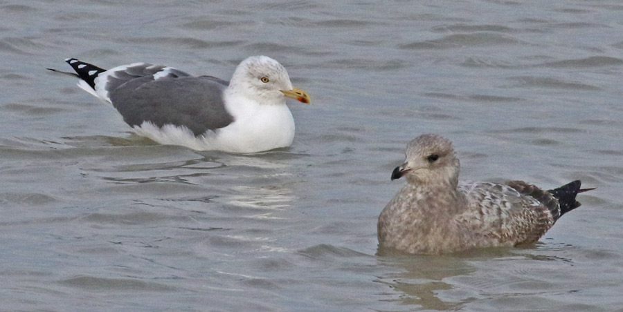 Lesser Black-backed Gull