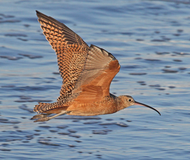 Long-billed Curlew (juvenile)