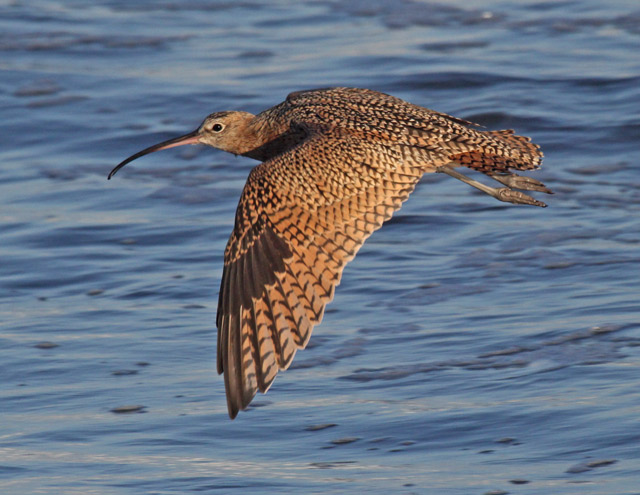 Long-billed Curlew (juvenile)