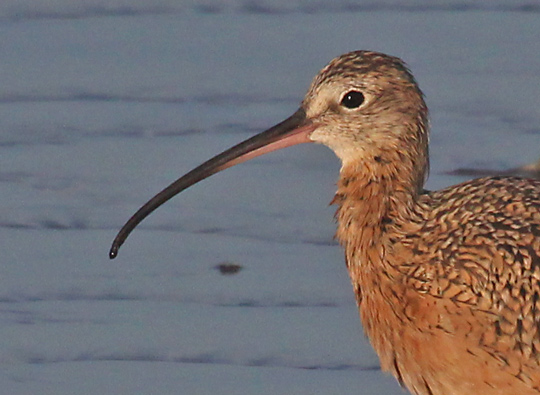 Long-billed Curlew (juvenile)