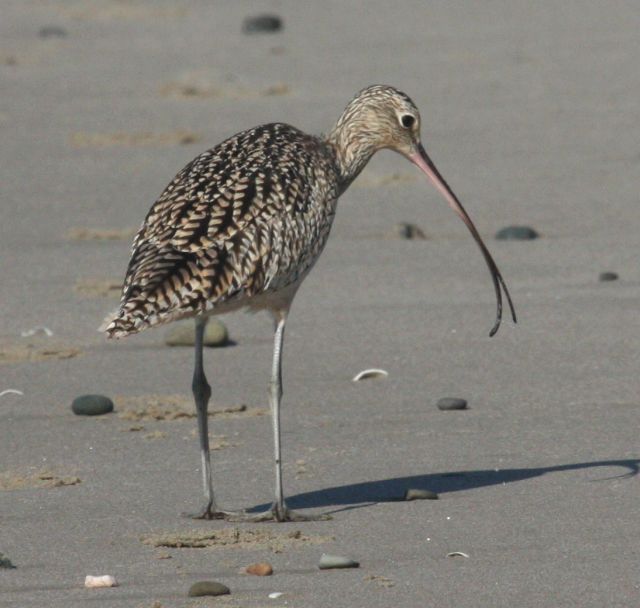 Long-billed Curlew photo #4