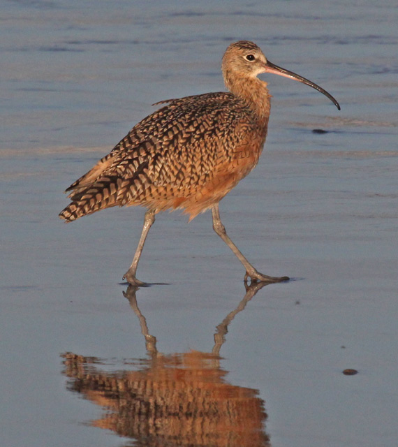 Long-billed Curlew (juvenile)