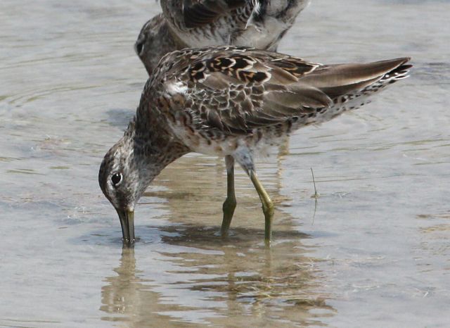 Long-billed Dowitcher (Basic adult)