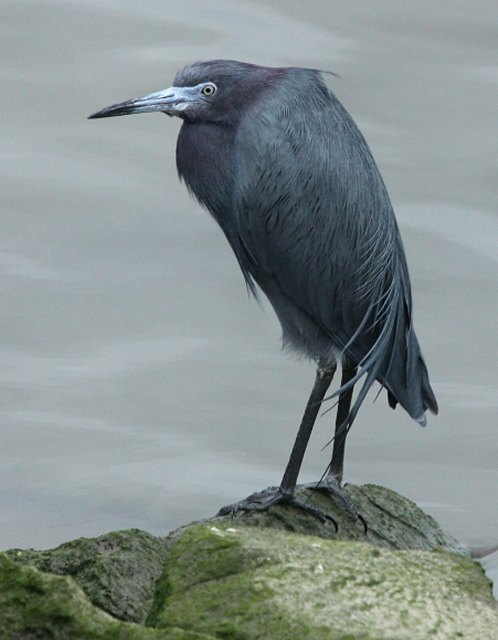 Little Blue Heron (adult)