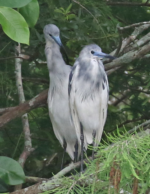 Little Blue Heron (1st cycle)