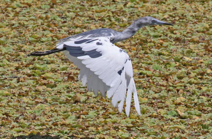 Little Blue Heron (1st cycle)