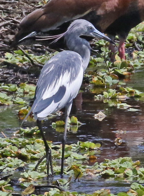 Little Blue Heron (1st cycle)