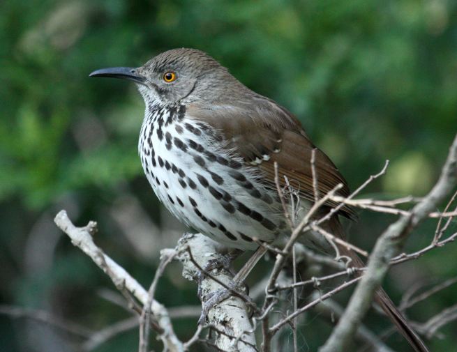 Long-billed Thrasher