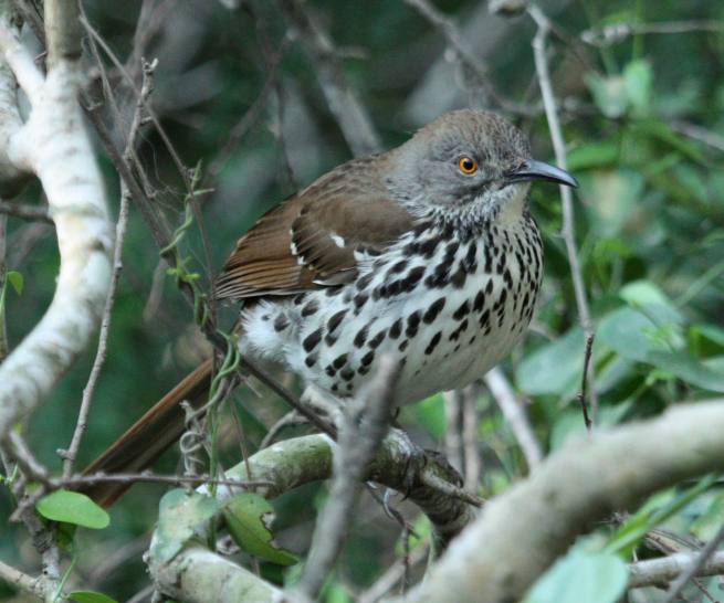 Long-billed Thrasher