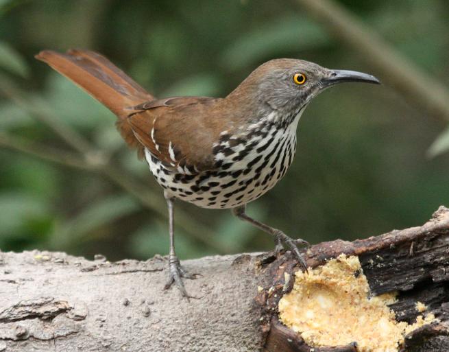 Long-billed Thrasher