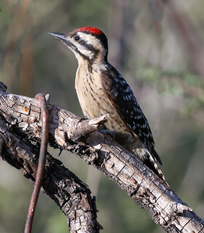 Ladder-backed Woodpecker