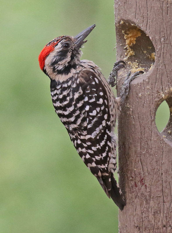 Ladder-backed Woodpecker