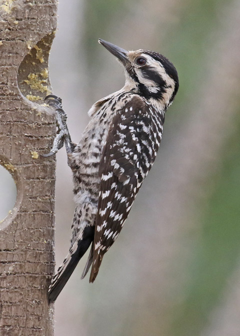 Ladder-backed Woodpecker
