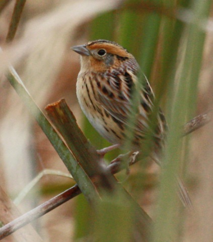 Le Conte's Sparrow