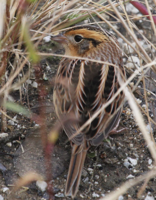 Le Conte's Sparrow