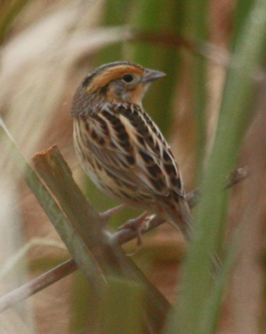 Le Conte's Sparrow