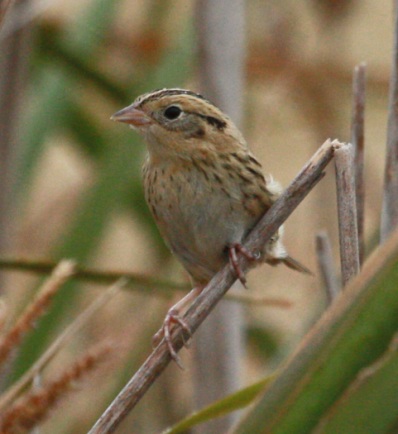 Le Conte's Sparrow photo #2