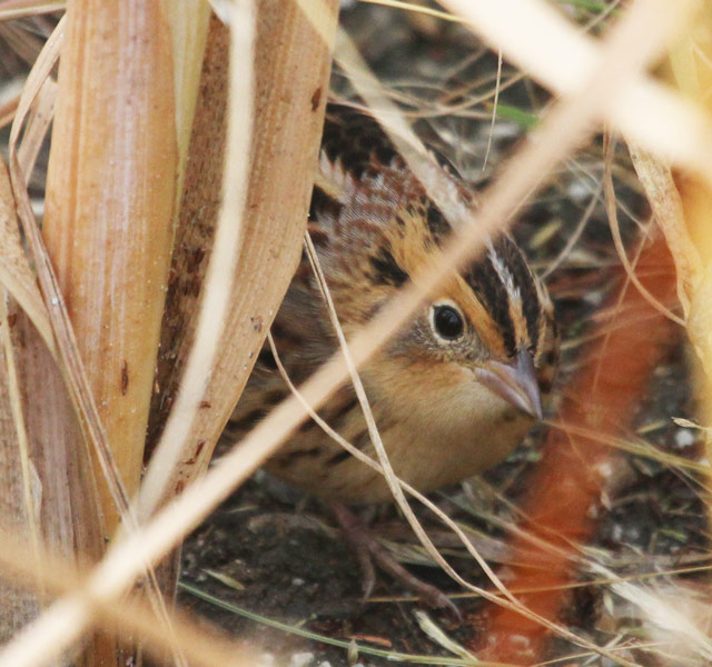 Le Conte's Sparrow