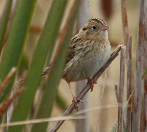 Le Conte's Sparrow photo #3