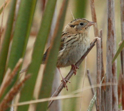 Le Conte's Sparrow photo #1