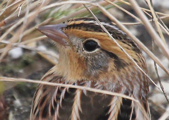 Le Conte's Sparrow