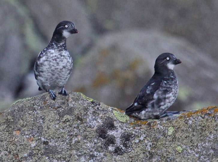 Least Auklet