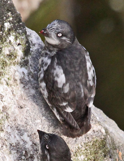 Least Auklet