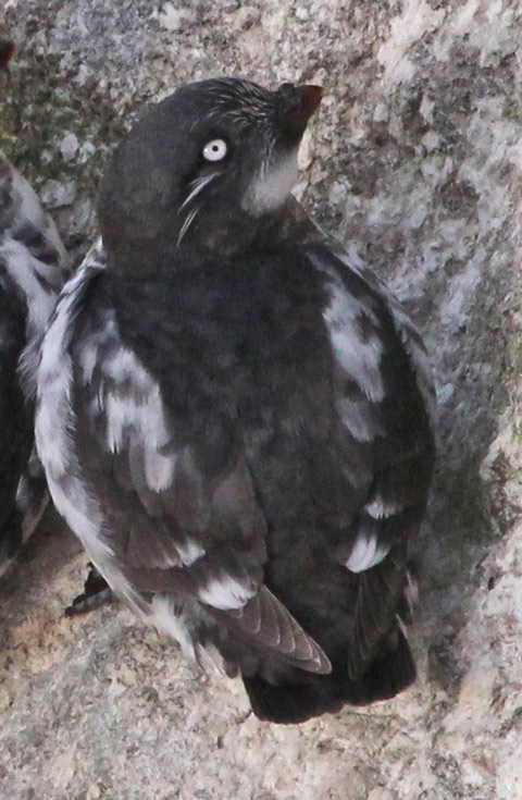 Least Auklet
