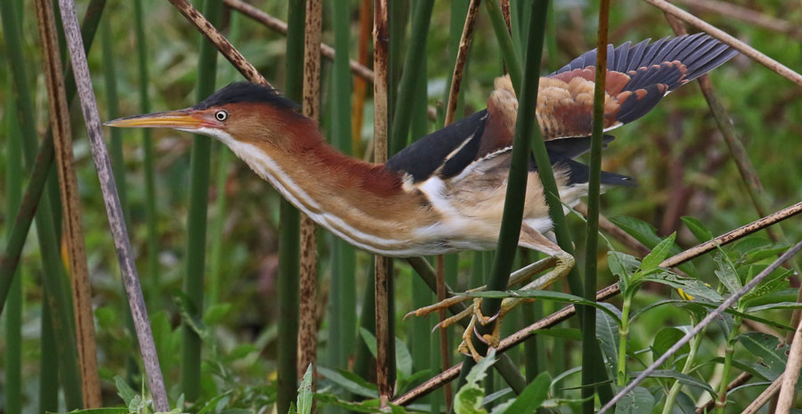 Least Bittern (male)
