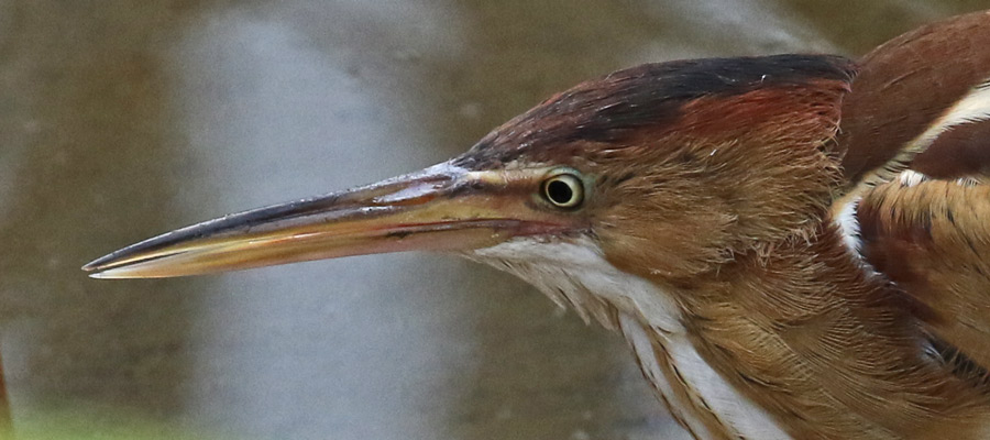 Least Bittern