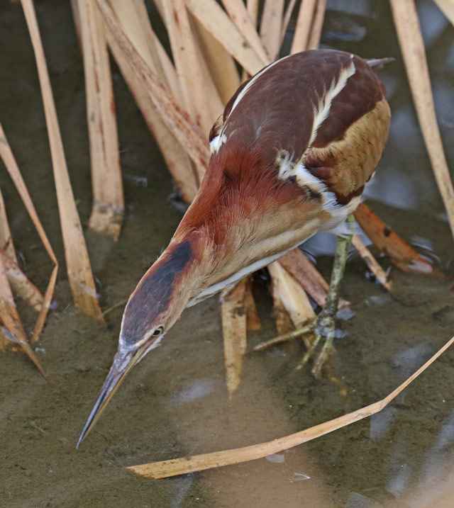 Least Bittern