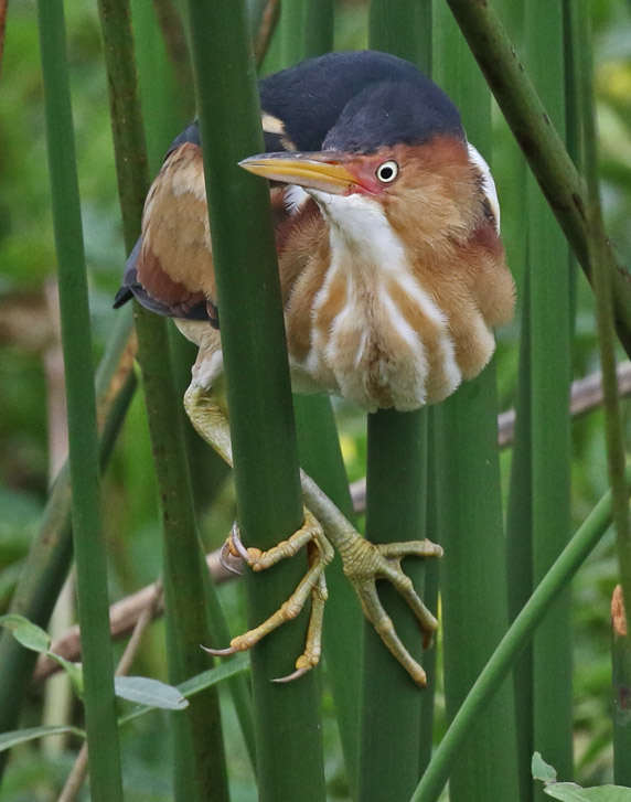 Least Bittern