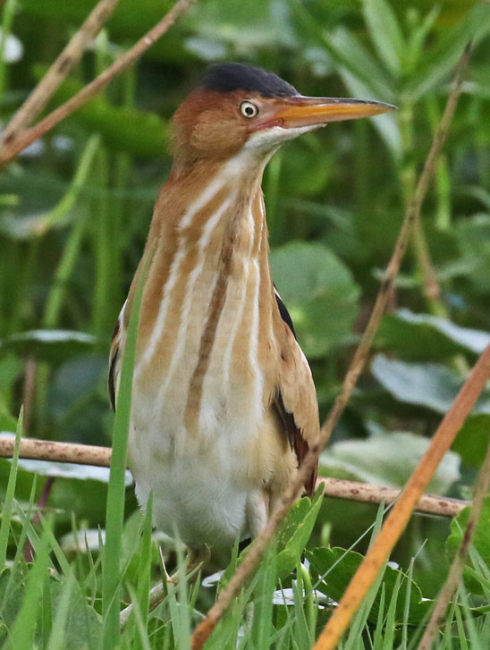 Least Bittern