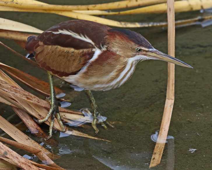 Least Bittern