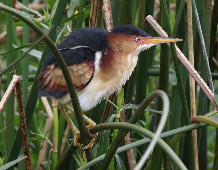 Least Bittern
